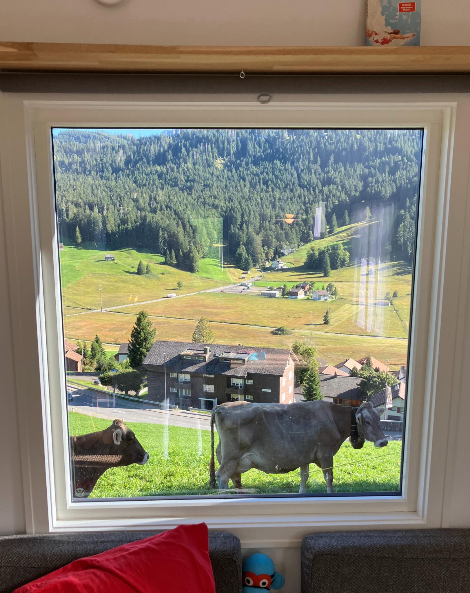 Fenster mit Kühen